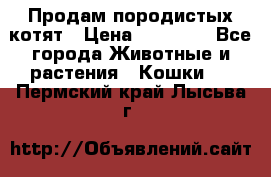 Продам породистых котят › Цена ­ 15 000 - Все города Животные и растения » Кошки   . Пермский край,Лысьва г.